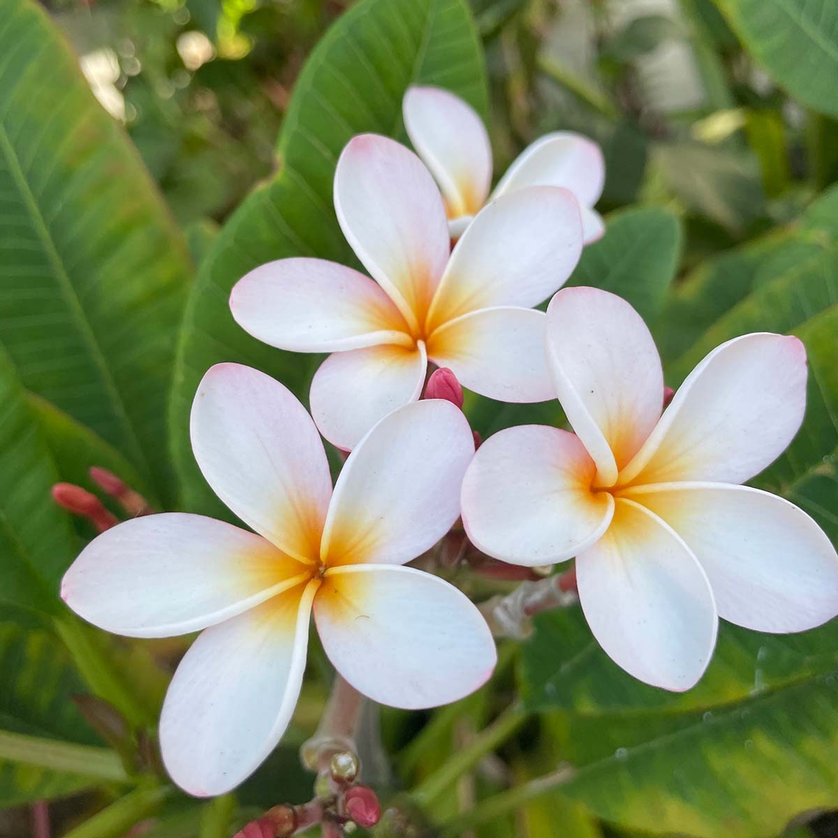 Hidden Meaning of Your Favorite Flowers The Hawaiian Jewel