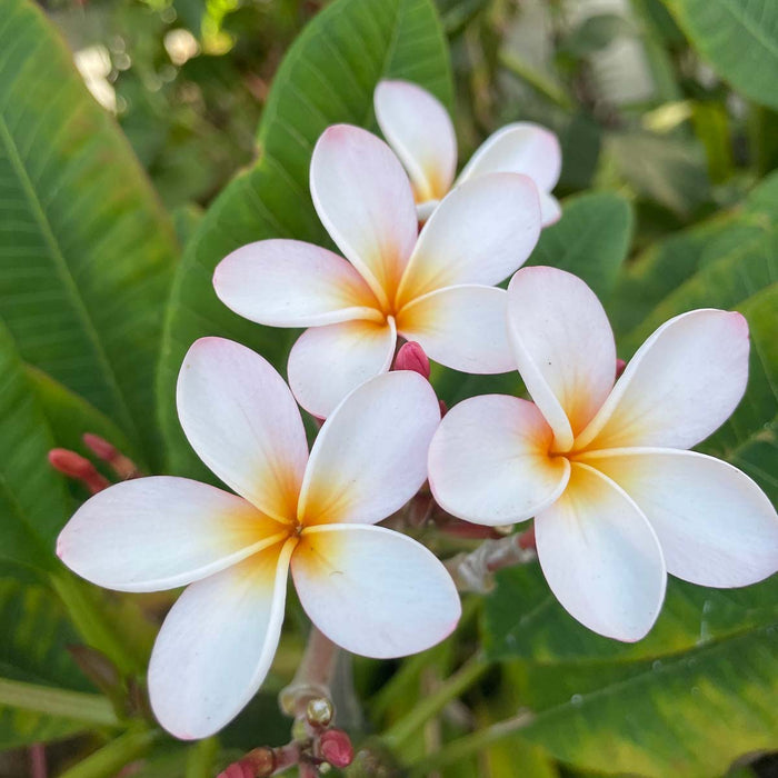 White Plumeria Flower Cover Image for the Hawaiian Jewel Blog - Hidden Meaning of Your Favorite Flowers