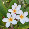 White Plumeria Flower Cover Image for the Hawaiian Jewel Blog - Hidden Meaning of Your Favorite Flowers