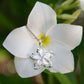 Heavenly Plumeria Cutout Pendant